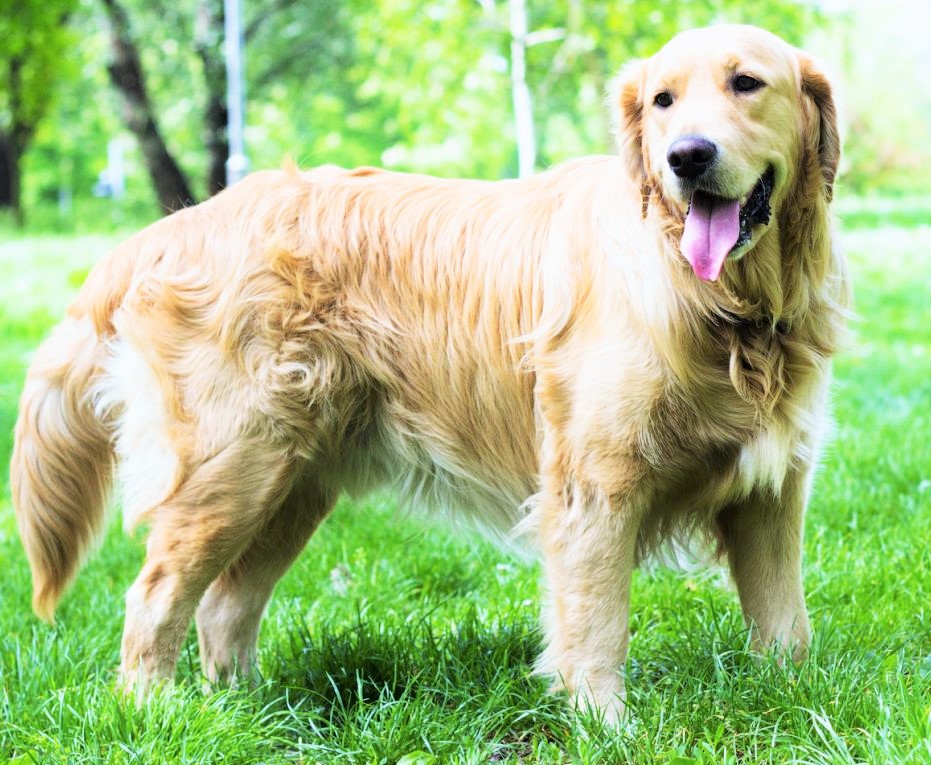 golden-retriever