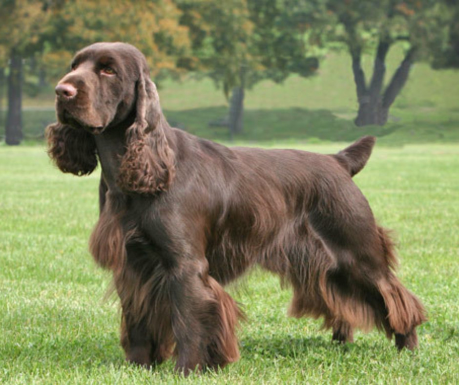 field-spaniel