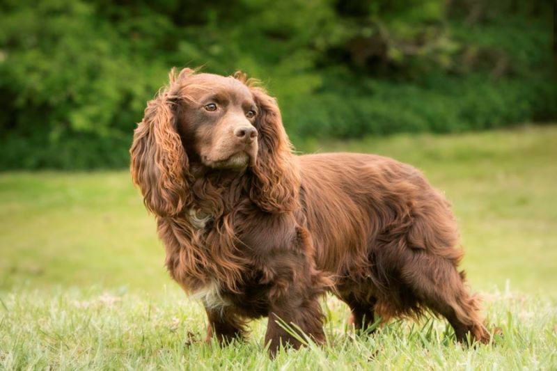 sussex-spaniel