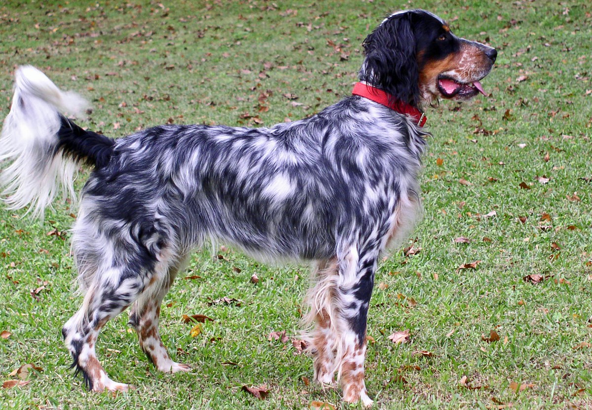 setter-lemon-chien-de-chasse