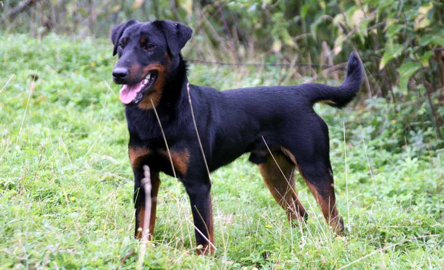 terrier-allemand
