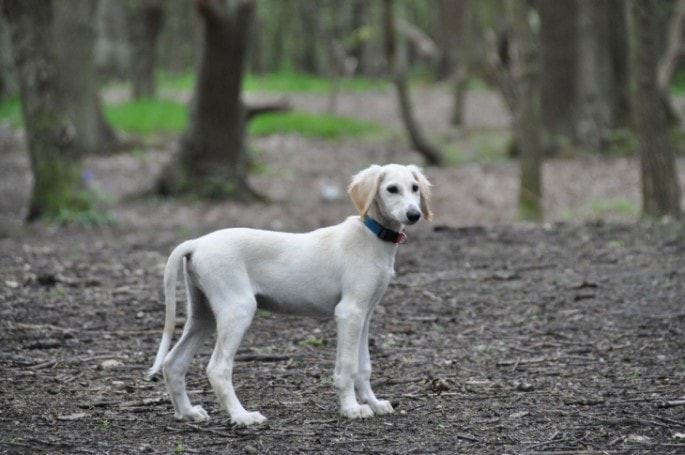 saluki-chien-de-chasse
