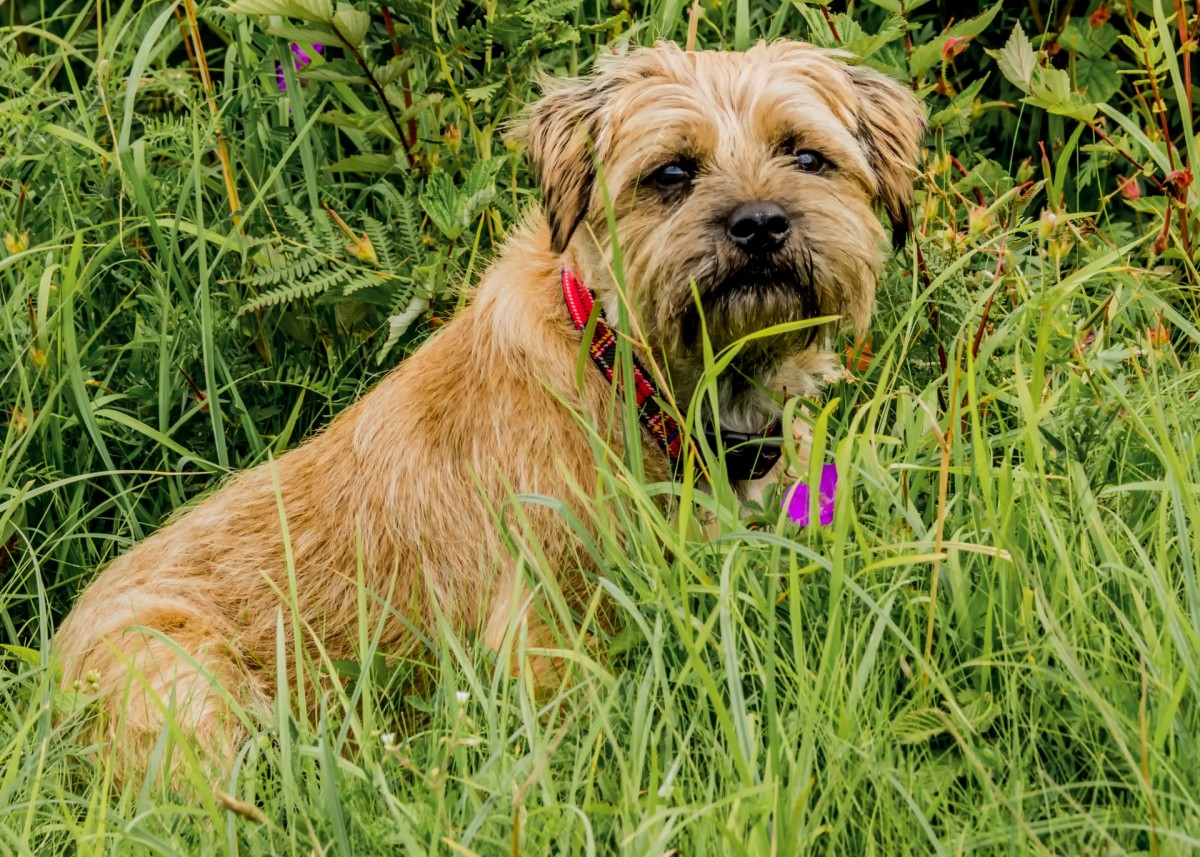 border-terrier-chien-de-chasse