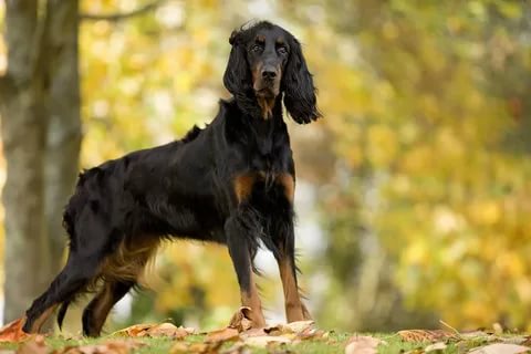 Le setter Gordon