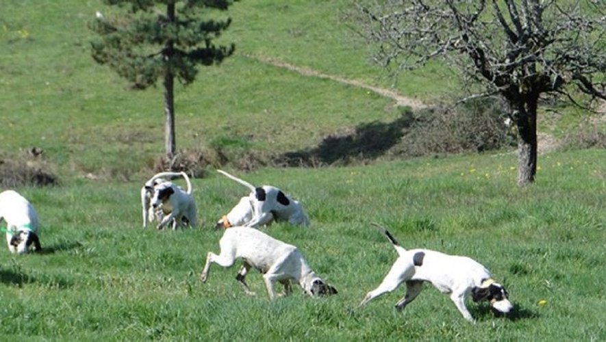 chien-de-chasse-courant-