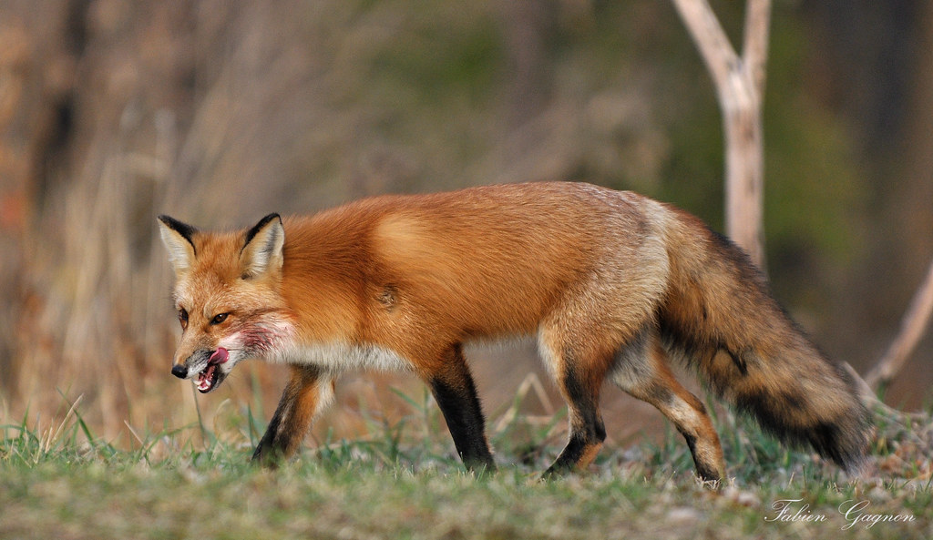 chasse-a-courre-renard-petite-venerie