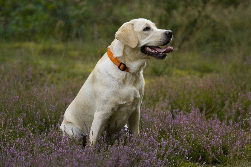 labrador-chien-de-chasse