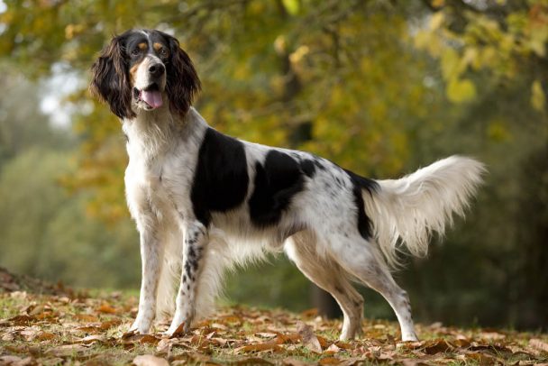 setter-anglais