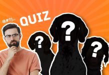 quiz-chien-de-chasse