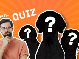 quiz-chien-de-chasse