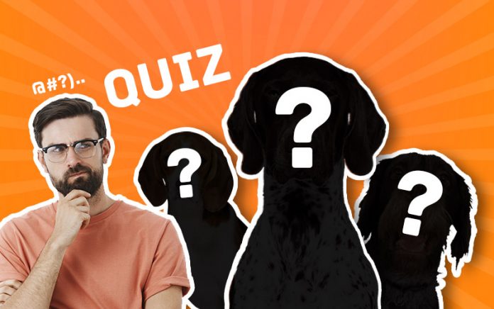 Quiz Chien De Chasse quiz-chien-de-chasse