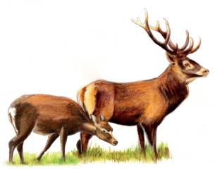 Le cerf elaphe
