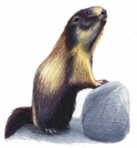 La Marmotte des Alpes