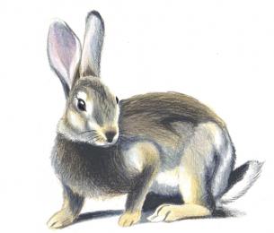 Le Lapin de garenne