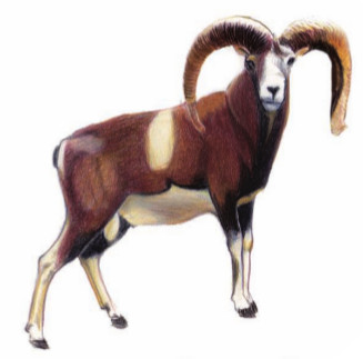 Le Mouflon m&eacute;diterran&eacute;en