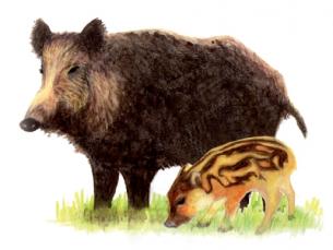 Le sanglier