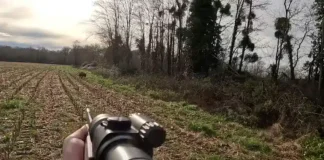 Un Impressionnant Double Salto Avant pour ce Sanglier de 80 Kilos dans le Gers!