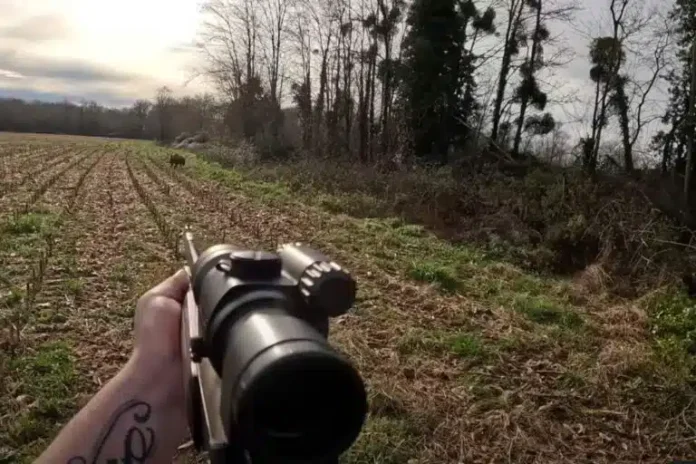 Chasse-sanglier