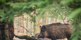 Battue Administrative aux Sangliers à Cormes : 35 Chasseurs Mobilisés pour Protéger les Cultures