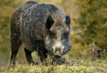 Bouches-du-Rhône : Des sangliers empoisonnés avant une battue – une enquête en cours