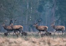 Prélèvements de gibier 2024-2025 : le sanglier progresse, le cerf sous pression, chevreuil et mouflon en recul