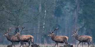 Prélèvements de gibier 2024-2025 : le sanglier progresse, le cerf sous pression, chevreuil et mouflon en recul
