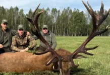 Des trophées de cerfs hors normes : une série de vidéos impressionnante