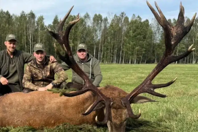 cerf-ok-768x513