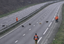 L’an Dernier, 250 Chasseurs Mobilisés et une Quatre Voies Fermée : cela va-t-il se Reproduire cette Année ?