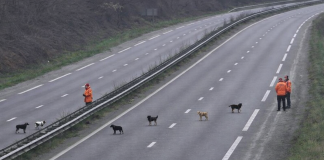 L’an Dernier, 250 Chasseurs Mobilisés et une Quatre Voies Fermée : cela va-t-il se Reproduire cette Année ?