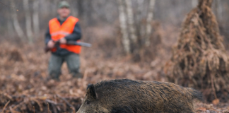 Quiz Chasse : êtes-vous un vrai connaisseur du sanglier?